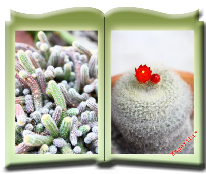 cactus1.jpg