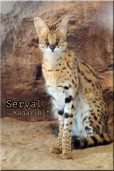 serval1.jpg