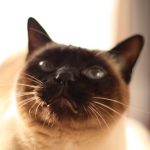 猫、猫舌に非ず