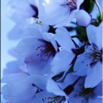 今日の桜