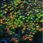 紅の途中