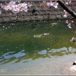 鴨と桜と