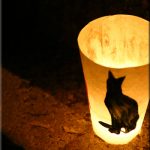 猫 in the dark